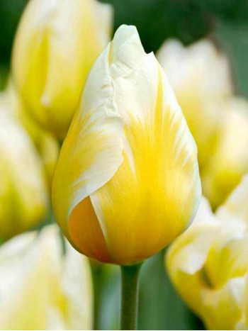 Лале (Tulipa 'Sweet Heart') T155 Лале (Tulipa 'Sweet Heart') T155